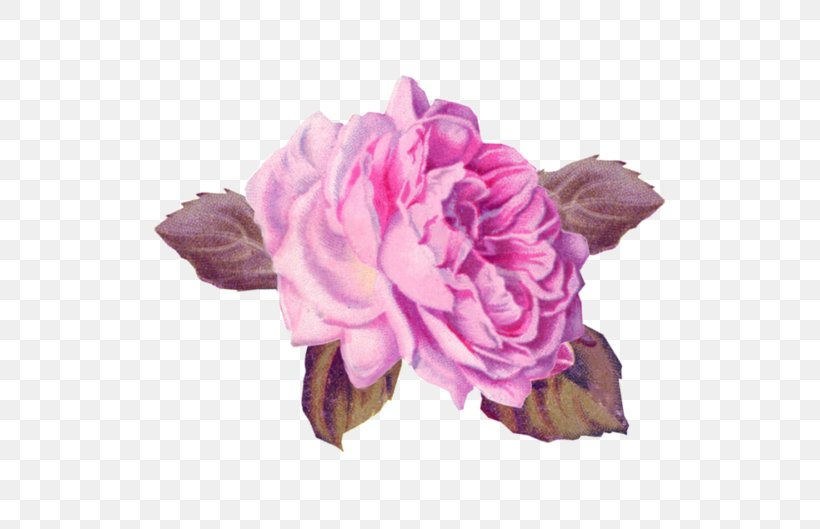 Cabbage Rose Garden Roses Pink Cut Flowers Art, PNG, 529x529px, Cabbage Rose, Art, Beach Rose, China Rose, Cut Flowers Download Free