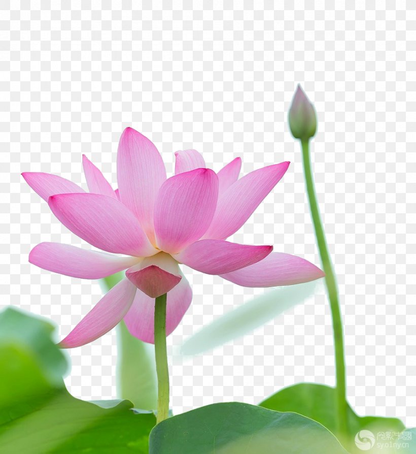 Download Icon, PNG, 896x977px, Drawing, Aquatic Plant, Art, Flora, Flower Download Free