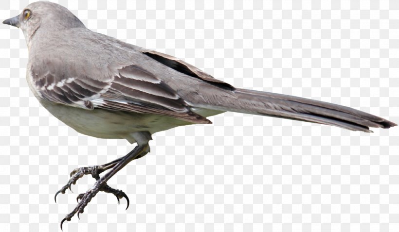 Mockingbird, PNG, 1024x598px, To Kill A Mockingbird, Beak, Bird, Cuculiformes, Digital Image Download Free