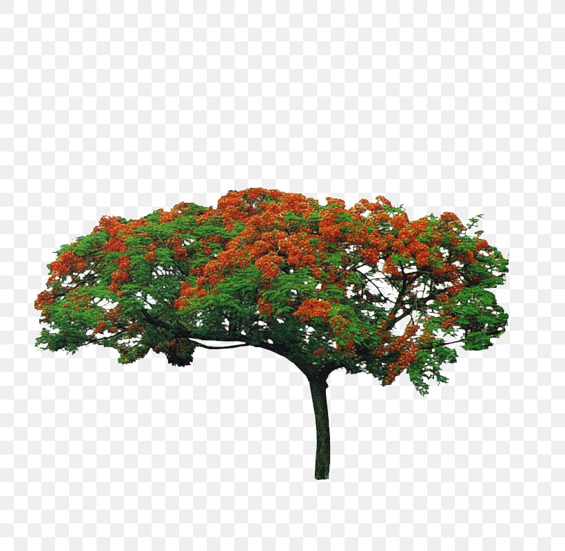 Phoenix Tree, PNG, 800x800px, Tree, Branch, Drawing, Flowering Plant, Flowerpot Download Free