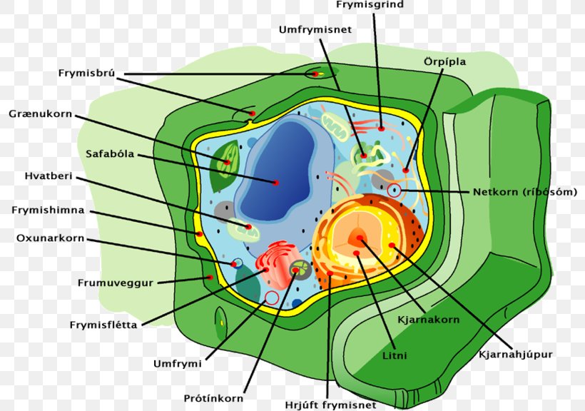 Plant Organelles Plant Cell Organelles, PNG, 800x576px, Watercolor, Cartoon, Flower, Frame, Heart Download Free