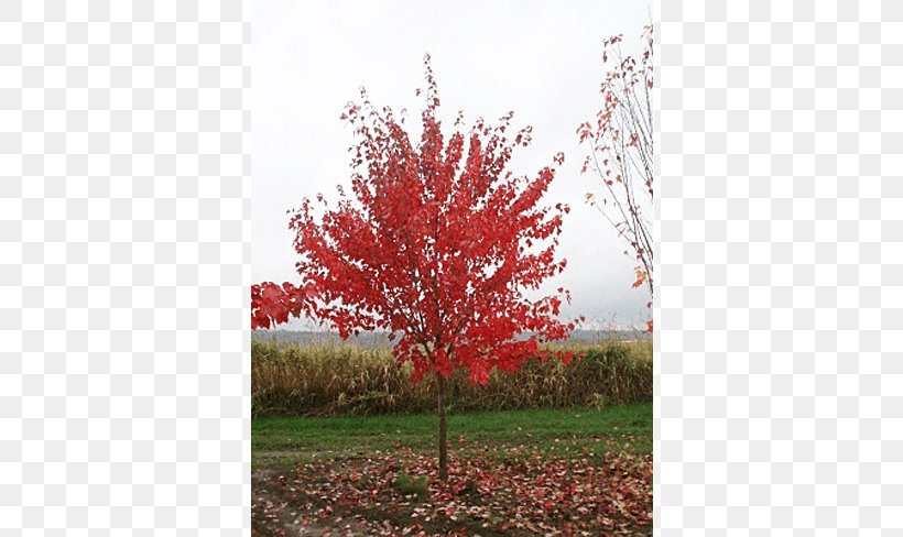 Sugar Maple Shade Tree Shrub Deciduous, PNG, 650x488px, Sugar Maple, Autumn, Autumn Leaf Color, Branch, Deciduous Download Free