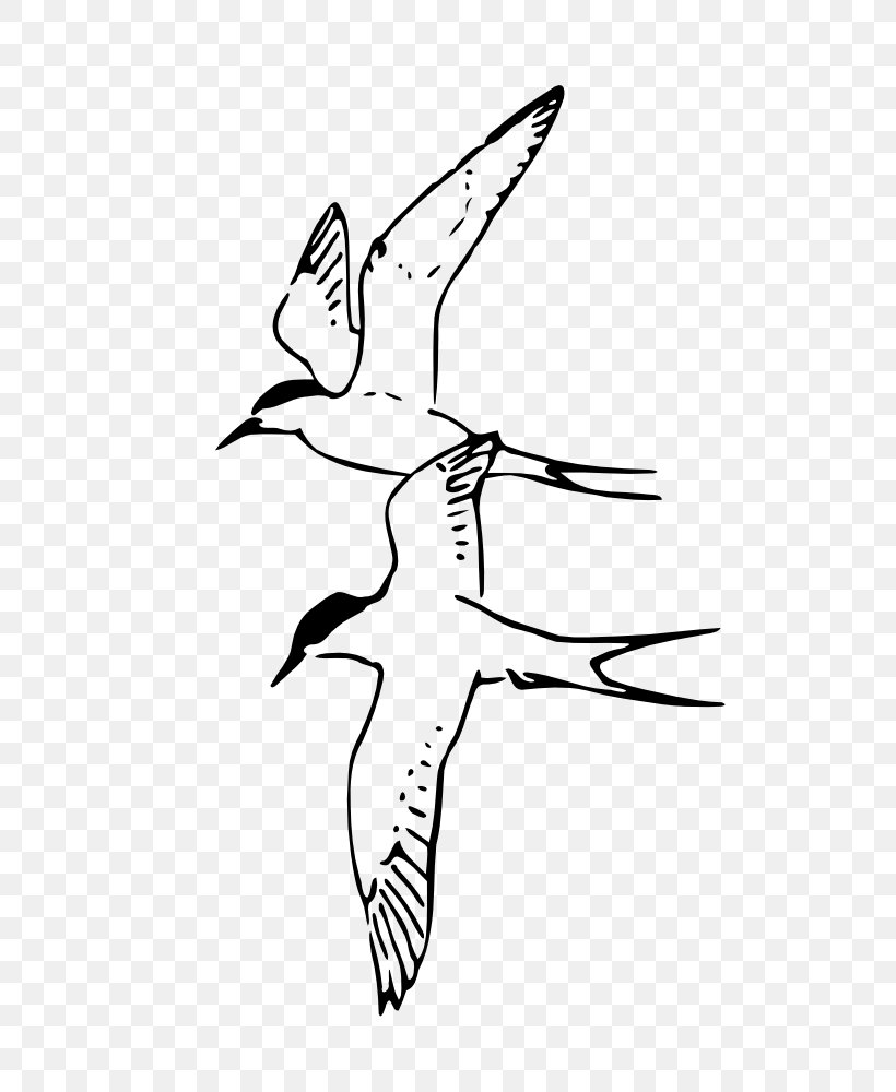 Bird Arctic Fox Beak Arctic Tern, PNG, 639x1000px, Bird, Anatidae, Antarctic, Arctic, Arctic Fox Download Free