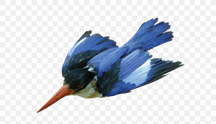 Bird Logo, PNG, 628x471px, Kingfisher, Beak, Bird, Blackcapped Kingfisher, Coraciiformes Download Free
