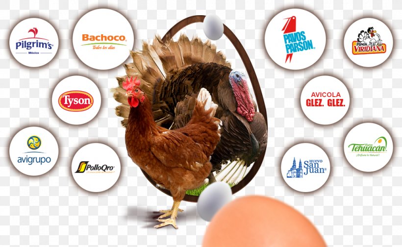 Chicken Bachoco Poultry Farming Vendor, PNG, 1030x634px, Chicken, Bachoco, Beak, Brand, Domesticated Turkey Download Free