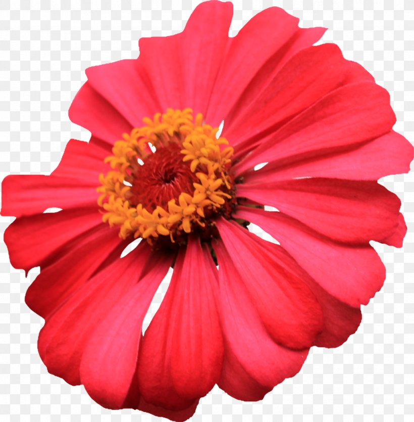 Flower Zinnia Clip Art, PNG, 1024x1043px, Flower, Annual Plant, Color, Cosmos, Cut Flowers Download Free