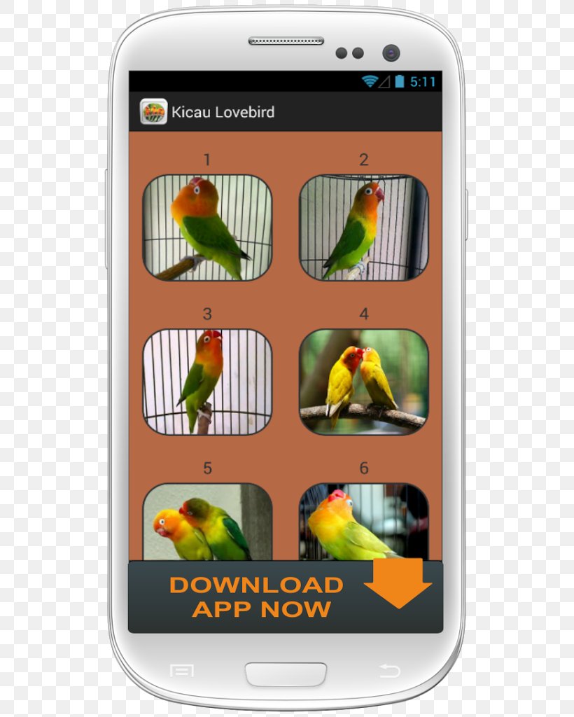 Lovebird Google Play Screenshot, PNG, 527x1024px, Lovebird, Beak, Bird, Computer, Google Download Free