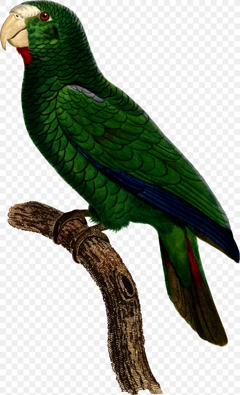 Budgerigar Parrot Bird Illustration Loriini, PNG, 1446x2376px, Budgerigar, Beak, Bird, Common Pet Parakeet, Drawing Download Free