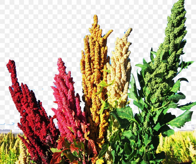 Quinoa Food Plant Seed Vegetable, PNG, 1429x1198px, Quinoa, Amaranth, Amaranth Family, Ancient Grains, Annual Plant Download Free