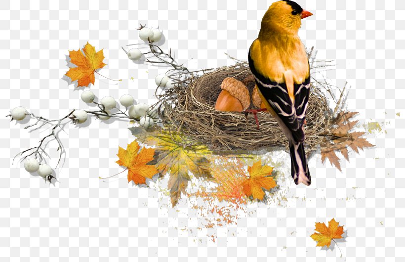 Bird Nest European Robin Finches, PNG, 800x530px, Watercolor, Cartoon, Flower, Frame, Heart Download Free