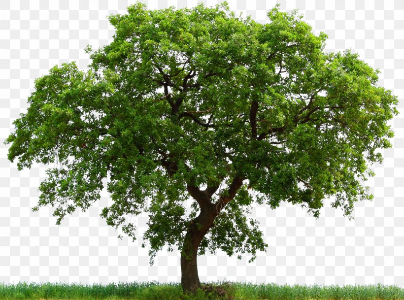 Bowthorpe Oak English Oak White Oak Alnus Glutinosa Tree, PNG, 1459x1084px, English Oak, Alder, Alnus Glutinosa, Angel Oak, Branch Download Free