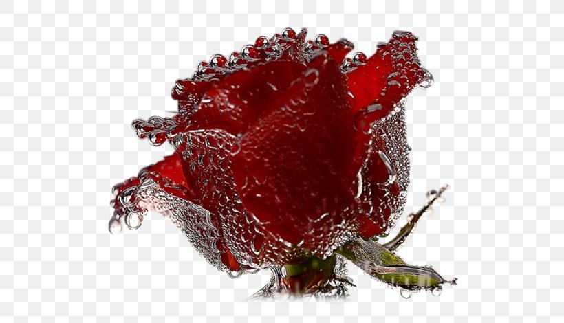 Desktop Wallpaper Rose Valentine's Day Propose Day, PNG, 600x470px, 2018, Rose, Facebook Inc, Flower, Flowering Plant Download Free