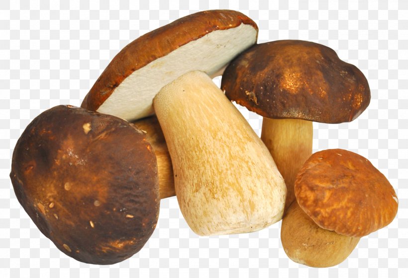 Mushroom 11 Vegetable Edible Mushroom, PNG, 1388x948px, Mushroom 11, Android, Ascendant, Common Mushroom, Edible Mushroom Download Free