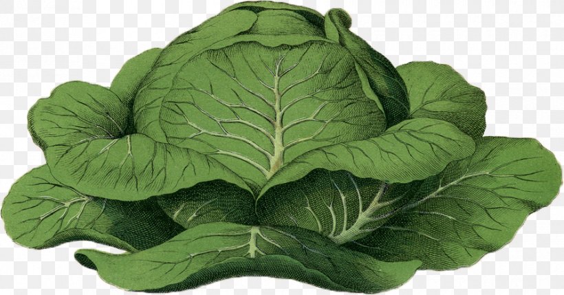 Cabbage Kohlrabi Cauliflower Broccoli Botany, PNG, 890x466px, Cabbage, Botanical Illustration, Botany, Brassica Oleracea, Broccoli Download Free