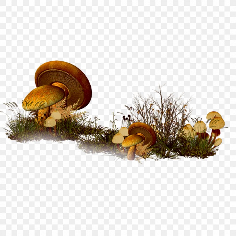 Mushroom Clip Art, PNG, 1000x1000px, Mushroom, Animation, Blog, Dots Per Inch, Google Images Download Free