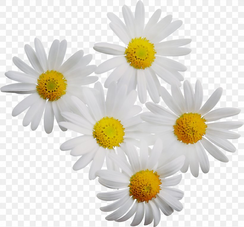 Shampoo Essential Oil Image Flower Chamomile, PNG, 2603x2418px, Shampoo, Annual Plant, Aster, Asterales, Barberton Daisy Download Free