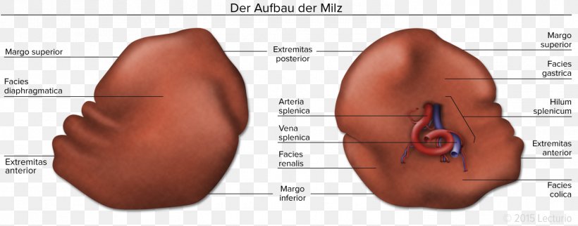 Spleen Human Anatomy Human Body Abdomen, PNG, 1499x590px, Watercolor, Cartoon, Flower, Frame, Heart Download Free