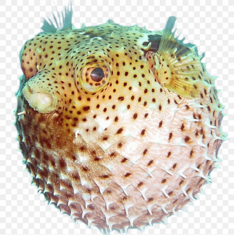 Fugu Animal Marine Biology Food Marine Life, PNG, 1130x1133px, Fugu, Animal, Eating, Fish, Food Download Free