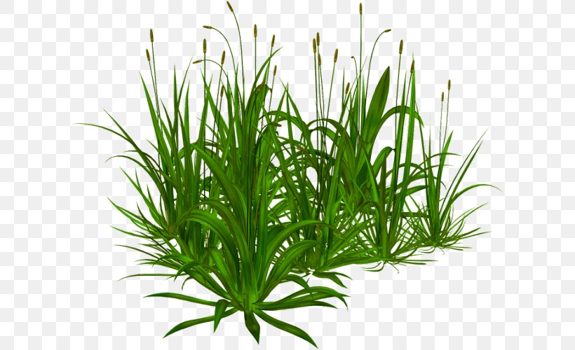Sweet Grass Shrub Grasses Tree Lawn, PNG, 622x500px, Sweet Grass, Aquarium, Aquarium Decor, Chives, Fines Herbes Download Free