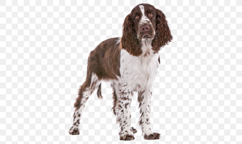 Field Spaniel English Springer Spaniel Welsh Springer Spaniel French Spaniel Drentse Patrijshond, PNG, 567x489px, Field Spaniel, Breed, Carnivoran, Cocker Spaniel, Companion Dog Download Free