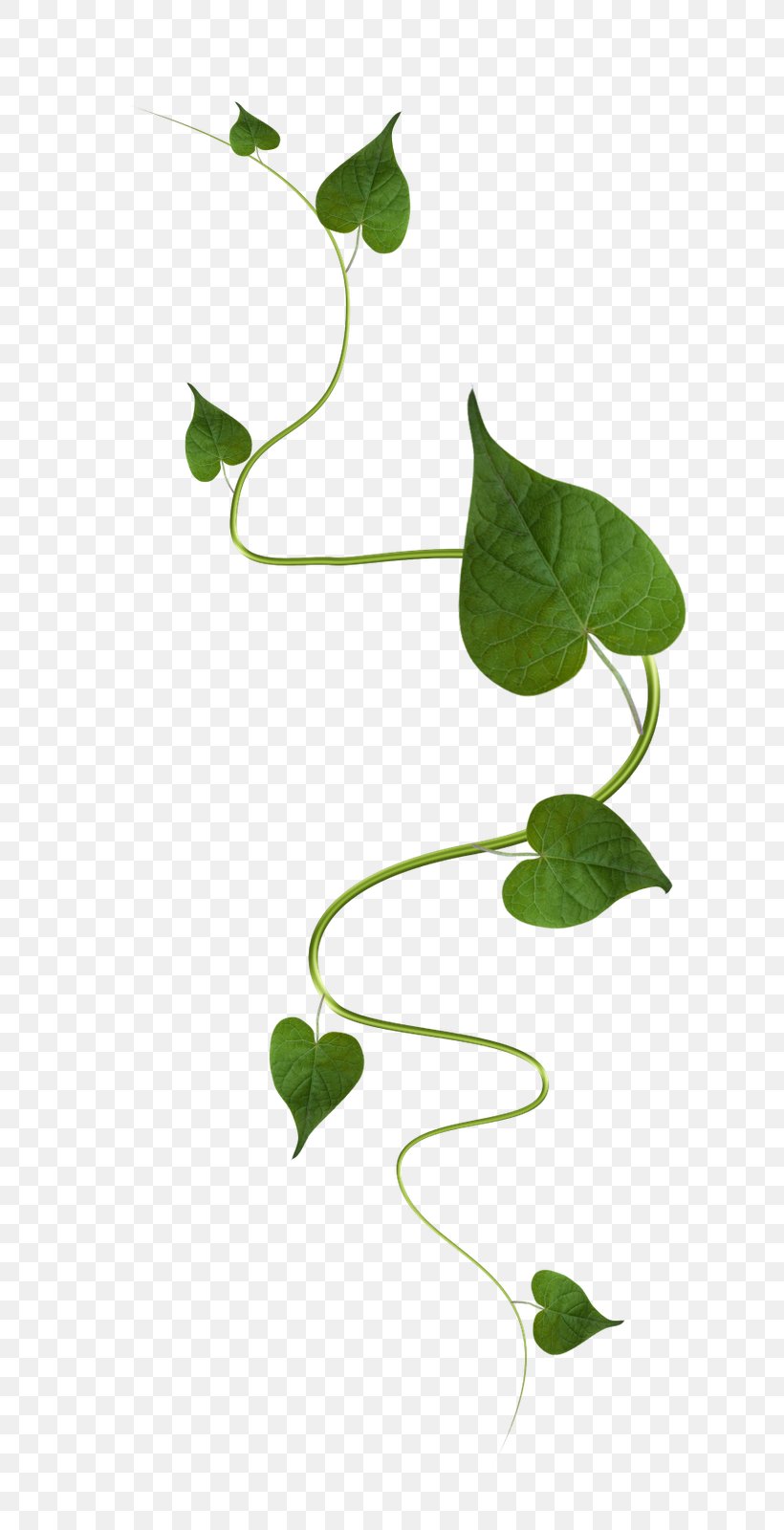 Green Leaf Vine, PNG, 813x1600px, Green, Branch, Flora, Flower, Leaf Download Free