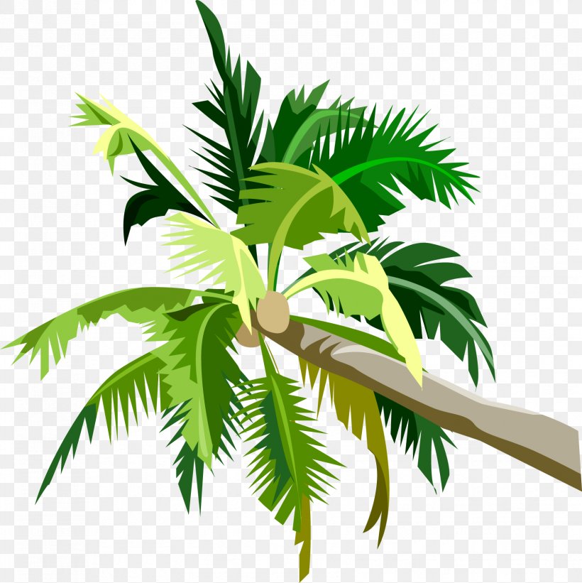 Palm Trees Clip Art Desktop Wallpaper Image, PNG, 1677x1680px, Palm Trees, Arecales, Asian Palmyra Palm, Coconut, Grass Download Free