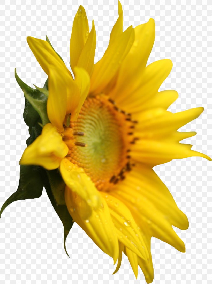 Common Sunflower Pixel, PNG, 900x1205px, Common Sunflower, Daisy Family, Display Resolution, Flower, Flowering Plant Download Free