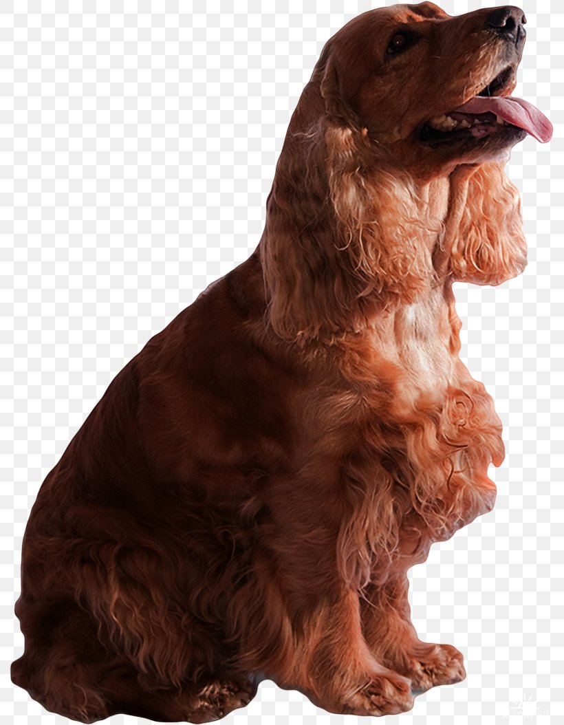 Field Spaniel American Cocker Spaniel Boykin Spaniel English Cocker Spaniel American Water Spaniel, PNG, 792x1054px, Field Spaniel, American Cocker Spaniel, American Water Spaniel, Animal, Boykin Spaniel Download Free