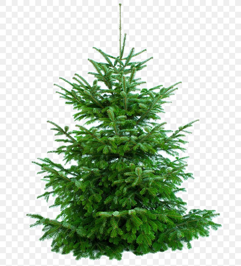 New Year Tree Spruce Artificial Christmas Tree Pine, PNG, 757x904px, New Year Tree, Artificial Christmas Tree, Ash, Biome, Cadourionline Download Free