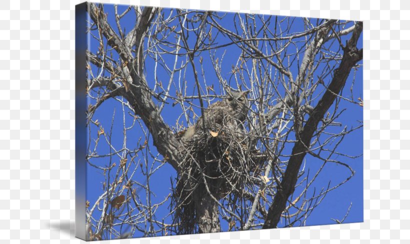 Owl Wildlife Hawk Eagle Fauna, PNG, 650x489px, Owl, Bird, Bird Of Prey, Branch, Eagle Download Free