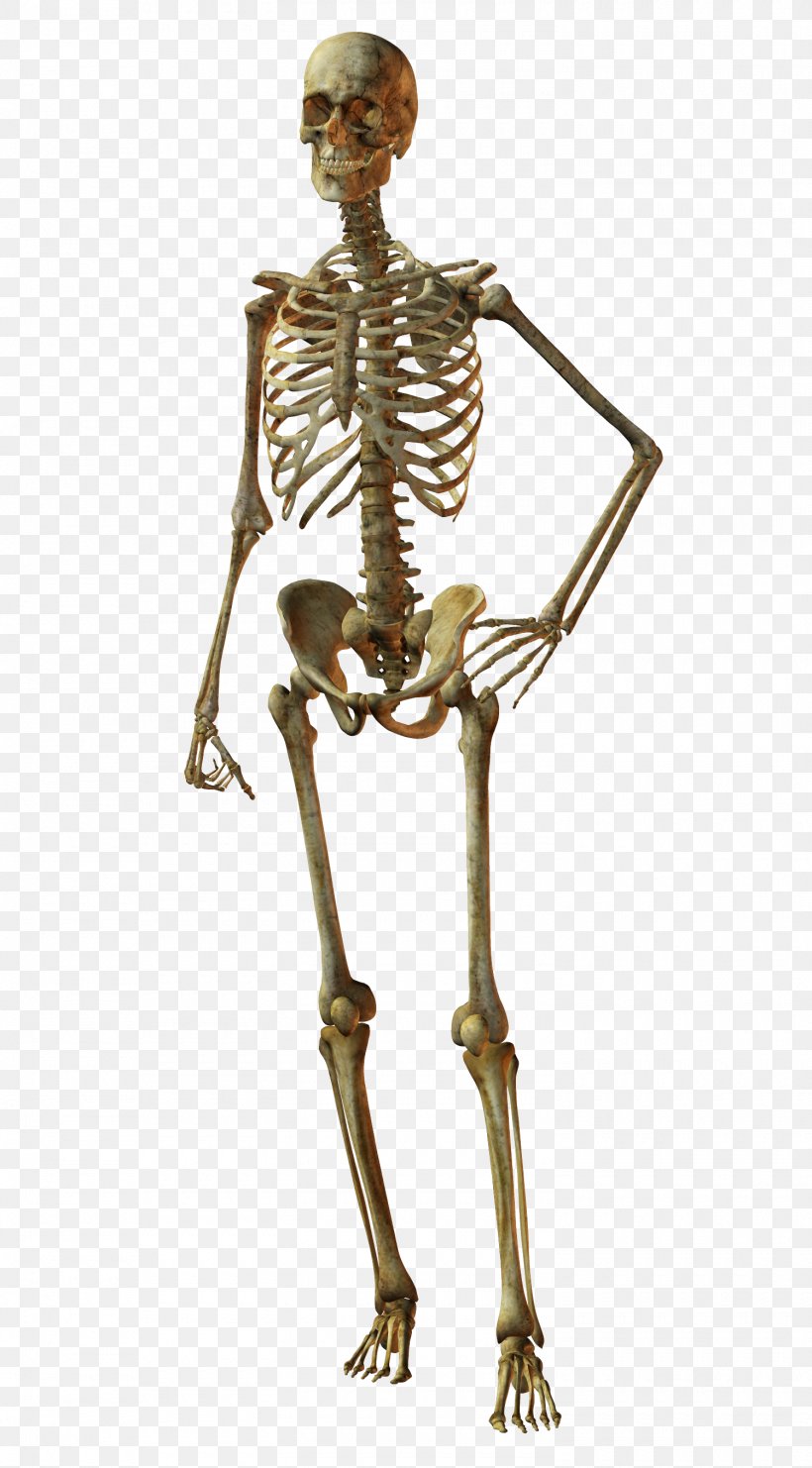 Bone Human Skeleton Skull Human Body, PNG, 1500x2711px, Watercolor, Cartoon, Flower, Frame, Heart Download Free