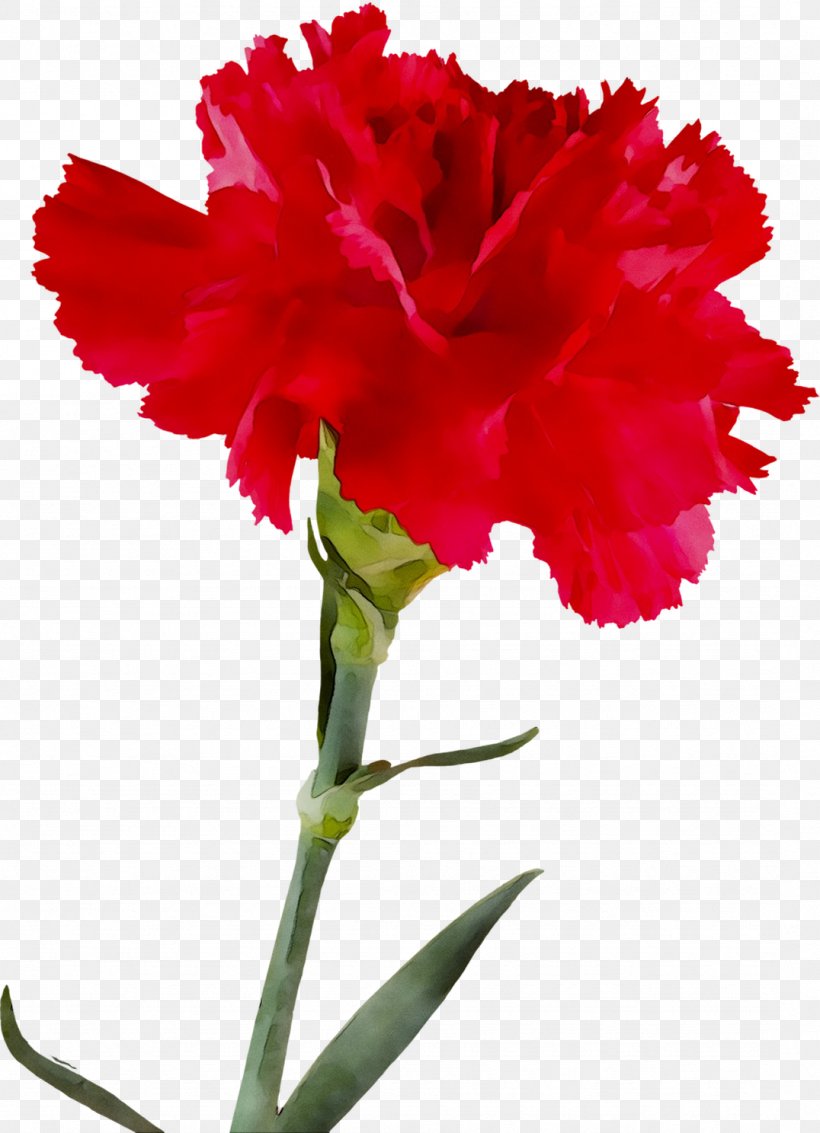 Carnation Four O'clocks Cut Flowers Herbaceous Plant Plant Stem, PNG, 1076x1488px, Carnation, Annual Plant, Botany, Caryophyllales, Cut Flowers Download Free