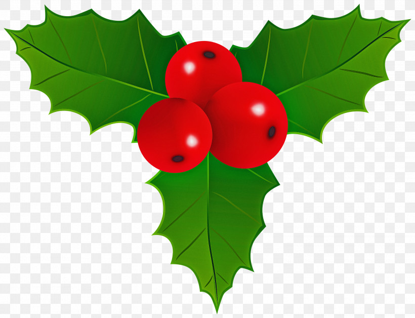 Holly, PNG, 3000x2301px, Holly, American Holly, Berry, Branch, Chinese Hawthorn Download Free