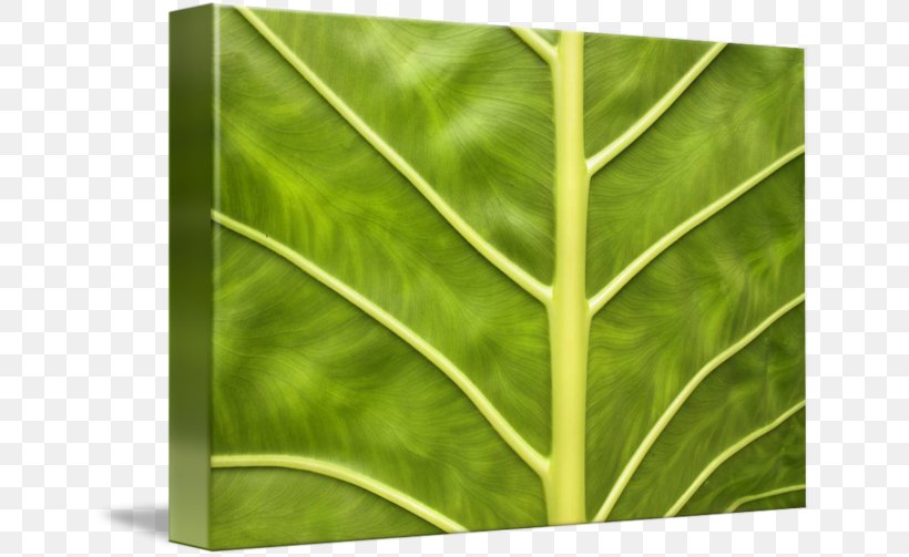 Leaf Green Plant Stem, PNG, 650x503px, Leaf, Grass, Green, Plant, Plant Stem Download Free