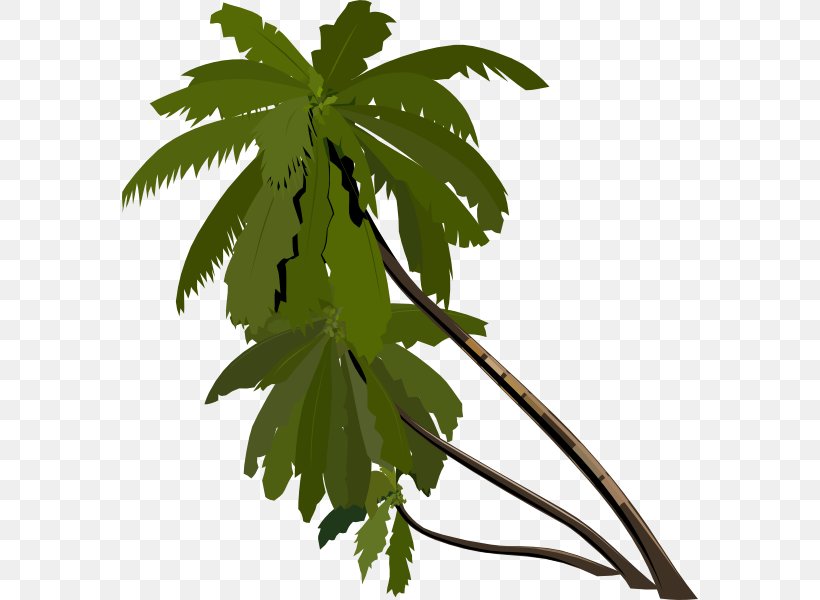 Arecaceae Clip Art, PNG, 576x600px, Arecaceae, Blog, Branch, Coconut, Drawing Download Free