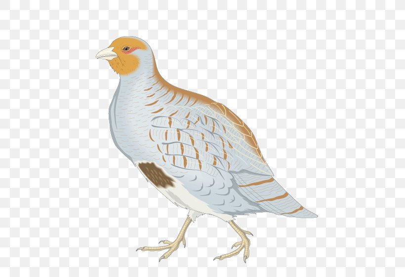 Bird Partridge Royalty-free Clip Art, PNG, 592x560px, Bird, Beak, Chicken, Fauna, Feather Download Free