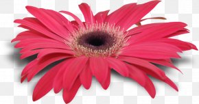 Beyaz Papatya - Chrysanthemum Tea Transvaal Daisy Image Petal PNG