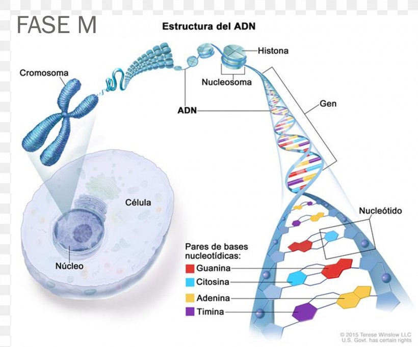 DNA Chromosome Cell Gene Genome, PNG, 1350x1124px, Dna, Adna, Cell, Cell Nucleus, Chromosome Download Free