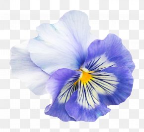 Pansy Flower - Pansy Flower Viola Pedunculata PNG