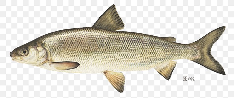 Great Lakes Lake Whitefish Atlantic Whitefish, PNG, 800x344px, Great Lakes, Animal Figure, Bony Fish, Common Rudd, Fauna Download Free