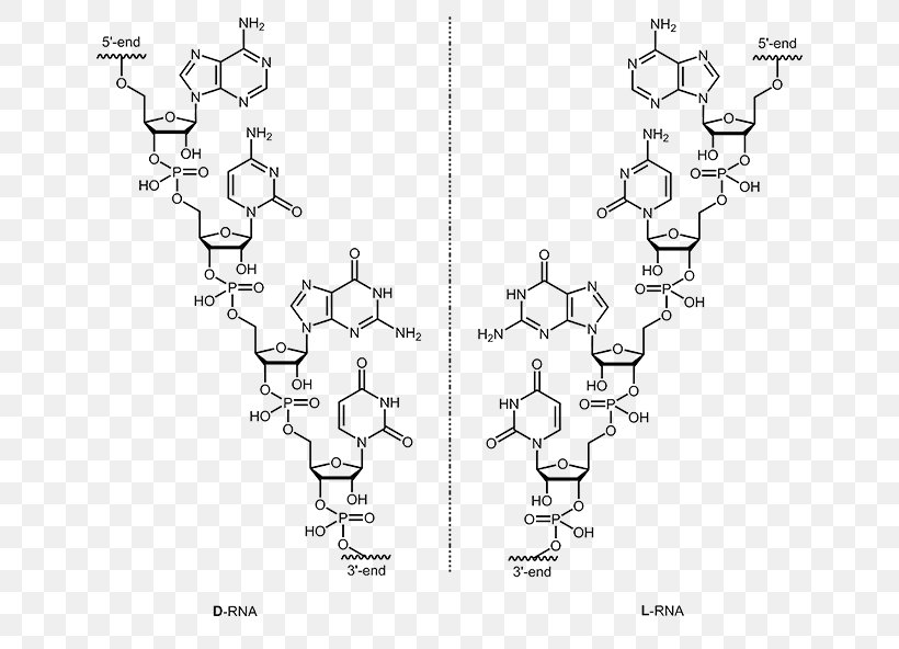 Oligonucleotide DNA And RNA Nucleic Acid, PNG, 650x592px, Oligonucleotide, Acid, Aptamer, Area, Biomolecular Structure Download Free