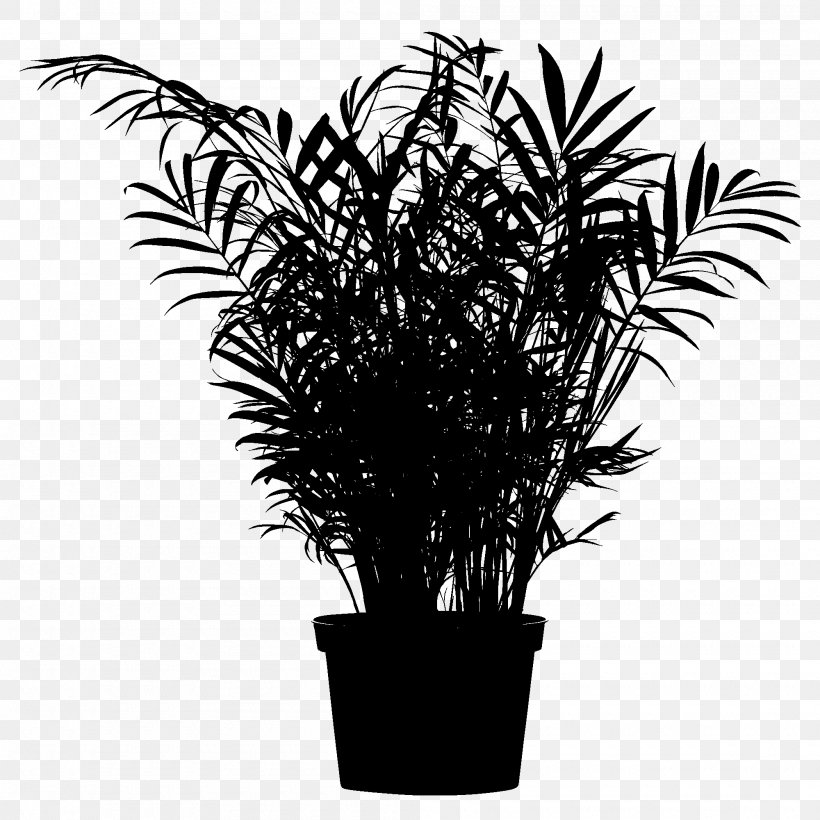 Chamaedorea Elegans Plants Palm Trees Houseplant Design, PNG, 2000x2000px, Chamaedorea Elegans, Arecales, Attalea Speciosa, Chamaedorea, Cycad Download Free