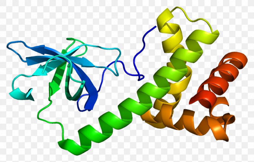 Eukaryotic Initiation Factor EIF2 Eukaryotic Translation EIF4E, PNG, 992x635px, Eukaryotic Initiation Factor, Artwork, Eukaryote, Eukaryotic Translation, Gene Download Free