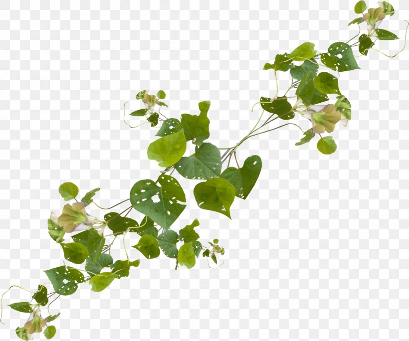 Poster Plant Stem Herb, PNG, 1600x1335px, 2018, Poster, Annual Plant, Branch, Centella Download Free