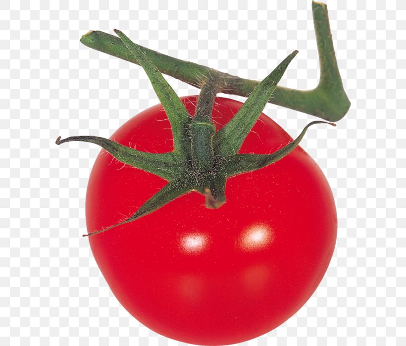 Tomato PhotoScape Clip Art, PNG, 598x699px, Tomato, Bush Tomato, Food, Fruit, Gimp Download Free