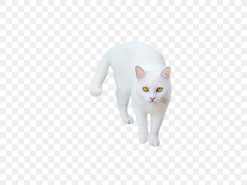 Cat White Small To Medium-sized Cats Khao Manee Whiskers, PNG, 2308x1732px, Watercolor, American Wirehair, Cat, Khao Manee, Paint Download Free