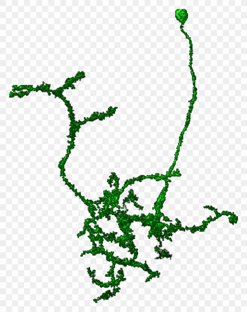 Line Point Leaf Green Clip Art, PNG, 956x1212px, Point, Area, Branch, Branching, Flora Download Free