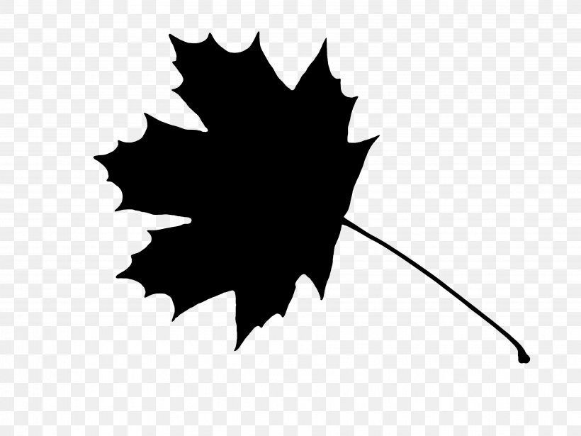 Maple Leaf Norway Maple Sycamore Maple Red Maple, PNG, 3648x2736px, Maple Leaf, Black, Blackandwhite, Boxelder Maple, Holly Download Free