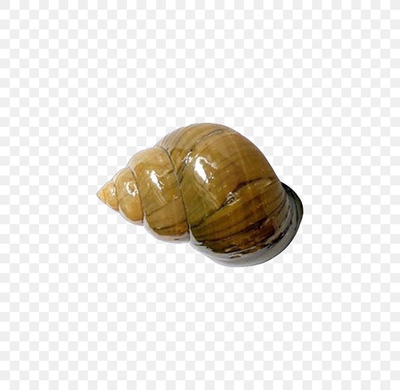 Pomacea Canaliculata Viviparidae Bolinus Brandaris Lymnaeidae Mollusc Shell, PNG, 800x800px, Pomacea Canaliculata, Angiostrongyliasis, Body Of Water, Bolinus Brandaris, Bulating Parasito Download Free