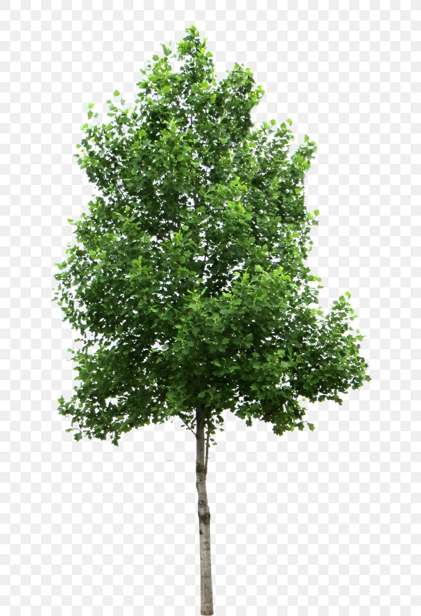 Acer Ginnala Tree Deciduous Clip Art, PNG, 768x1200px, Acer Ginnala, Birch, Branch, Deciduous, Display Resolution Download Free
